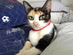 Gato raça SRD idade 2 a 6 meses nome Penélope 