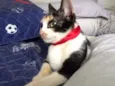 Penélope 