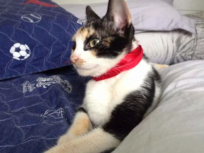 Gato raça SRD idade 2 a 6 meses nome Penélope 