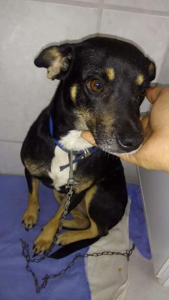Cachorro ra a Indefinido idade 1 ano nome Flor