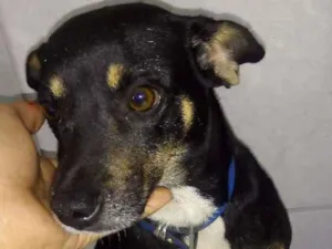 Cachorro raça Indefinido idade 1 ano nome Flor