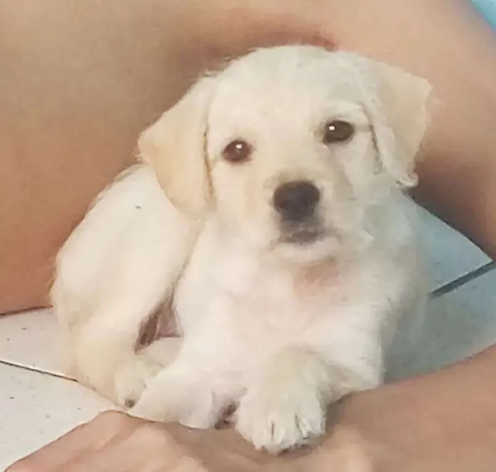 Cachorro ra a SRD idade 2 a 6 meses nome Mila