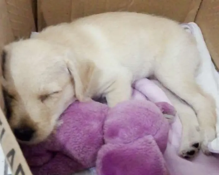 Cachorro ra a SRD idade 2 a 6 meses nome Mila