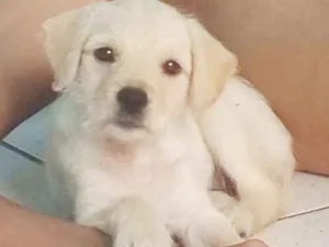 Cachorro raça SRD idade 2 a 6 meses nome Mila