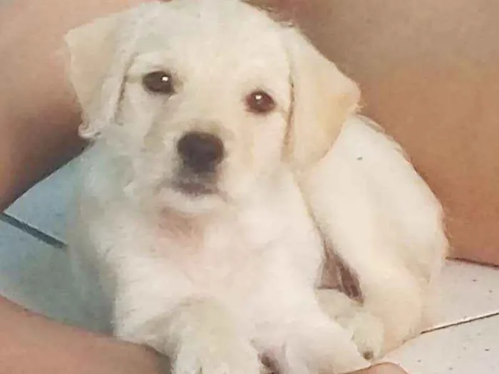 Cachorro ra a SRD idade 2 a 6 meses nome Mila