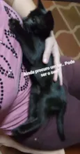 Tição