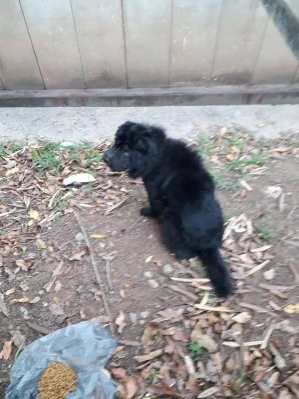 Cachorro ra a Shar Pei idade 5 anos nome Thor