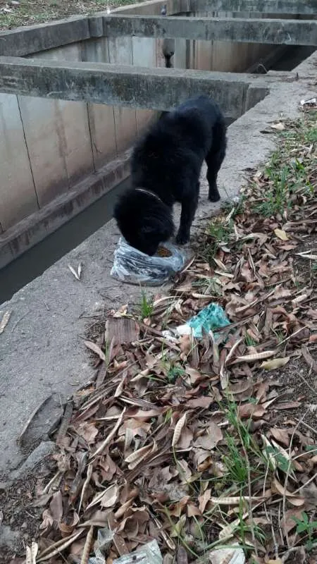 Cachorro ra a Shar Pei idade 5 anos nome Thor