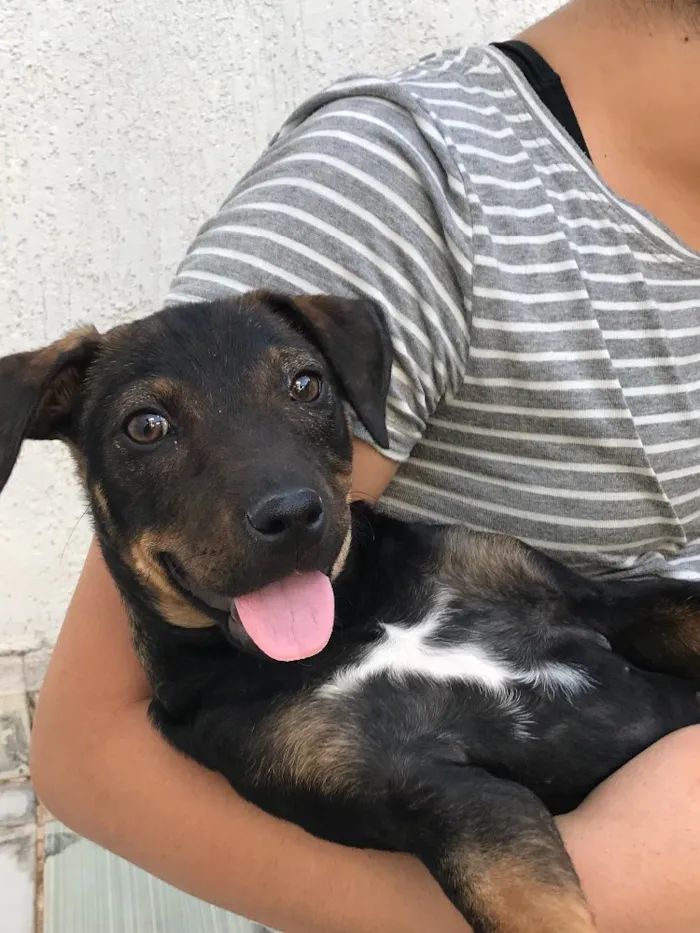 Cachorro ra a SRD idade 2 a 6 meses nome Mabel