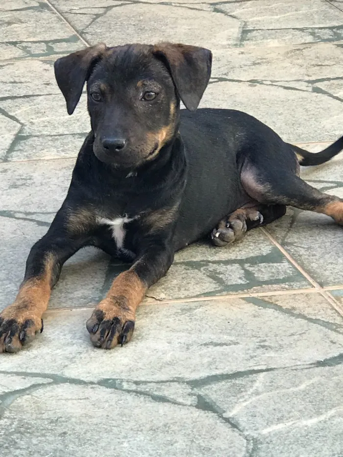 Cachorro ra a SRD idade 2 a 6 meses nome Mabel