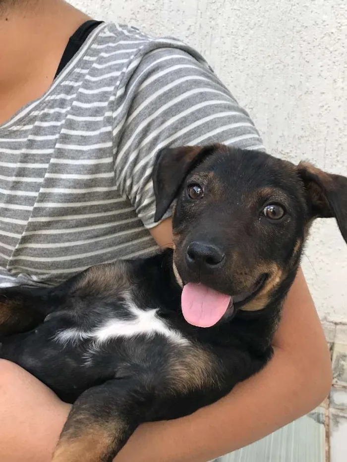 Cachorro ra a SRD idade 2 a 6 meses nome Mabel