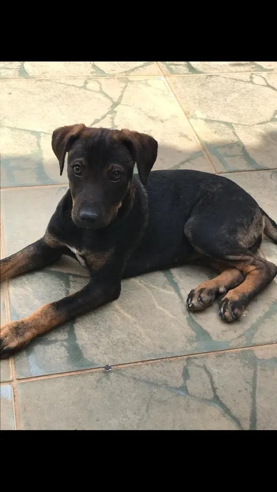 Cachorro ra a SRD idade 2 a 6 meses nome Mabel
