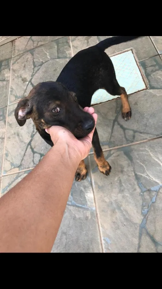 Cachorro ra a SRD idade 2 a 6 meses nome Mabel