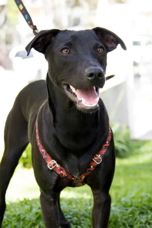 Cachorro ra a Srd idade 7 a 11 meses nome Bento