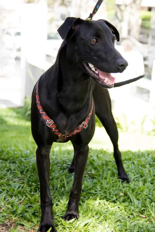 Cachorro ra a Srd idade 7 a 11 meses nome Bento