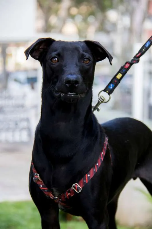 Cachorro ra a Srd idade 7 a 11 meses nome Bento