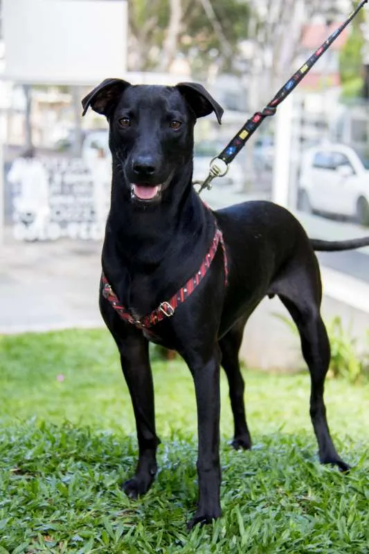 Cachorro ra a Srd idade 7 a 11 meses nome Bento