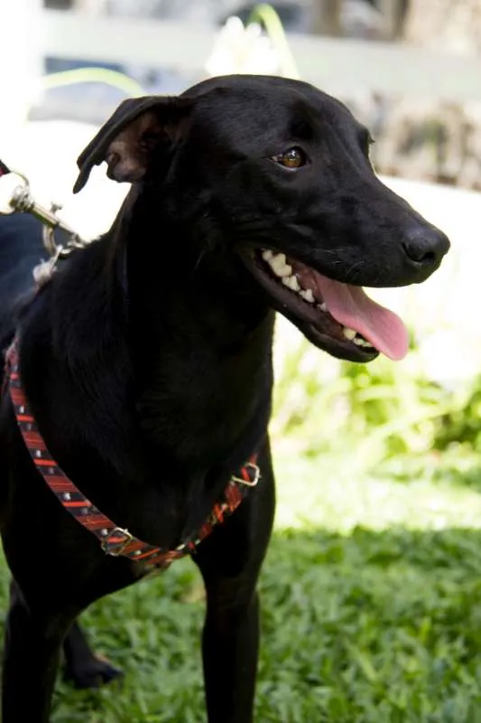 Cachorro ra a Srd idade 7 a 11 meses nome Bento