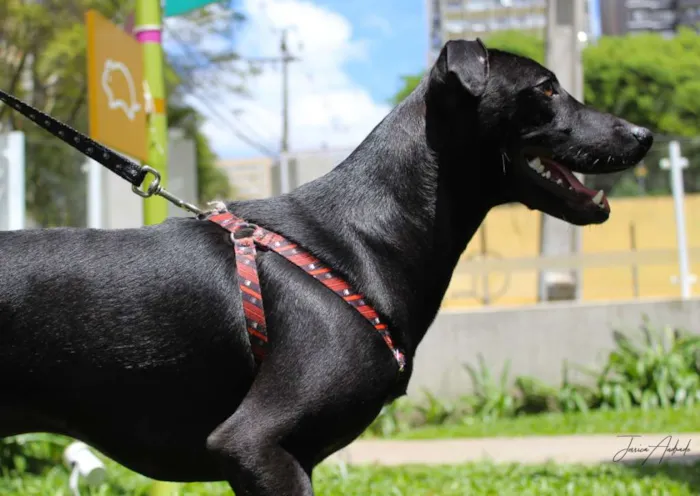 Cachorro ra a Srd idade 7 a 11 meses nome Bento