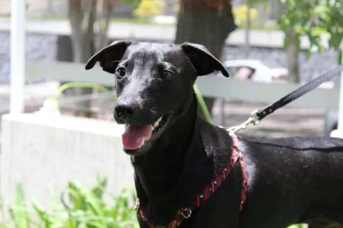 Cachorro ra a Srd idade 7 a 11 meses nome Bento