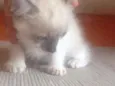 Bambino 