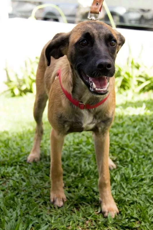 Cachorro ra a SRD idade 7 a 11 meses nome Scooby