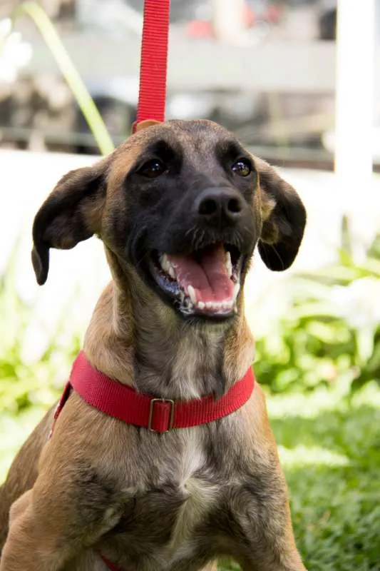 Cachorro ra a SRD idade 7 a 11 meses nome Scooby