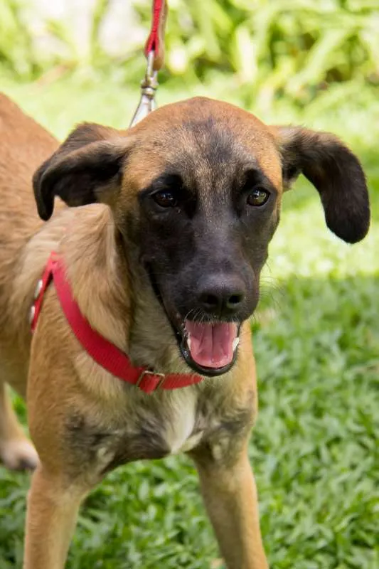 Cachorro ra a SRD idade 7 a 11 meses nome Scooby