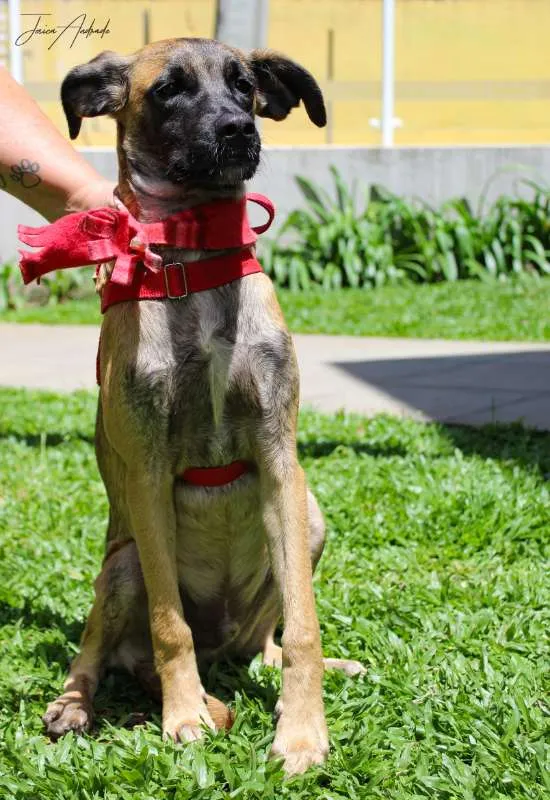 Cachorro ra a SRD idade 7 a 11 meses nome Scooby