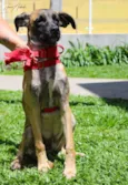 Scooby