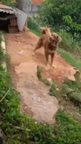 Não tem