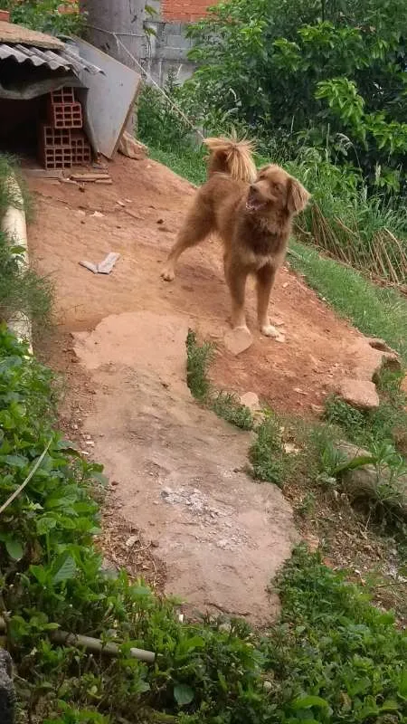Cachorro ra a Border collie idade 2 anos nome Não tem