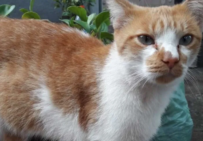 Gato ra a RUIVO idade 7 a 11 meses nome DASTAN