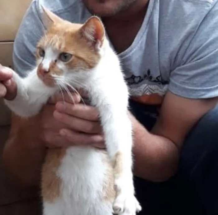 Gato ra a RUIVO idade 7 a 11 meses nome DASTAN