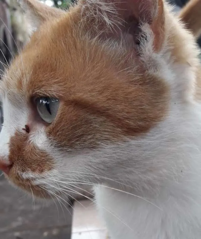 Gato ra a RUIVO idade 7 a 11 meses nome DASTAN