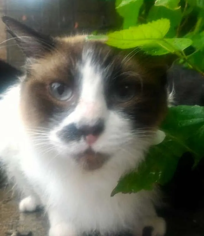 Gato ra a RAGDOLL idade 7 a 11 meses nome TAMINA