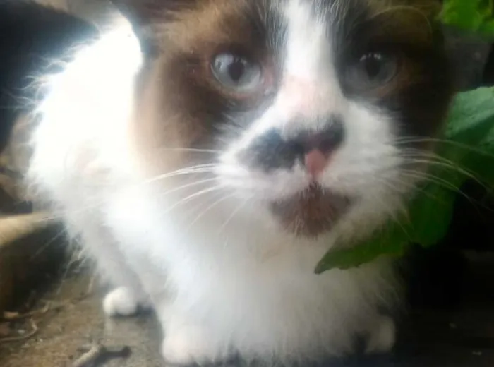 Gato ra a RAGDOLL idade 7 a 11 meses nome TAMINA