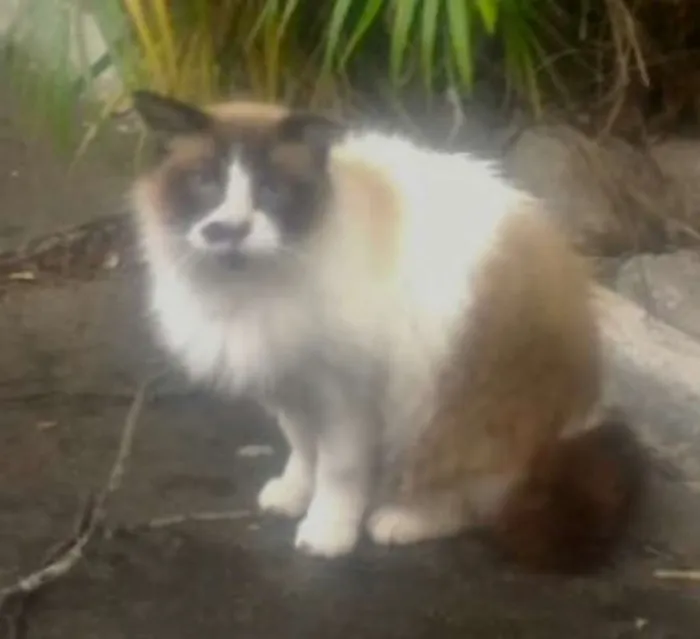 Gato ra a RAGDOLL idade 7 a 11 meses nome TAMINA