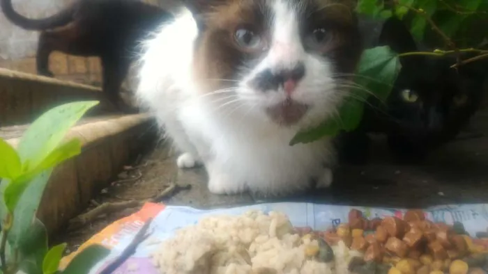 Gato ra a RAGDOLL idade 7 a 11 meses nome TAMINA