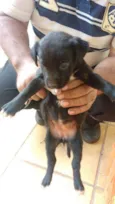 Manchinha