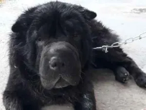 Cachorro raça Shar Pei idade 5 anos nome Thor