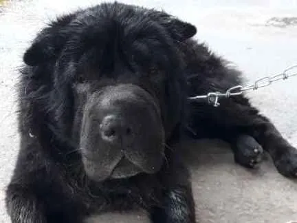 Cachorro ra a Shar Pei idade 5 anos nome Thor