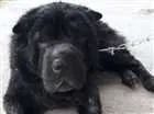 Cachorro raça Shar Pei idade 5 anos nome Thor