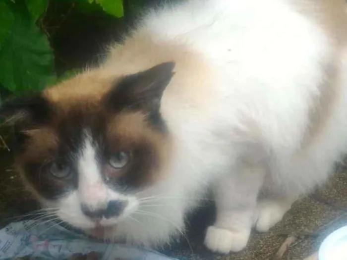 Gato ra a RAGDOLL idade 7 a 11 meses nome TAMINA