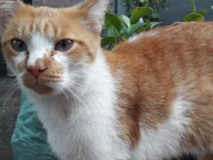 Gato raça RUIVO idade 7 a 11 meses nome DASTAN
