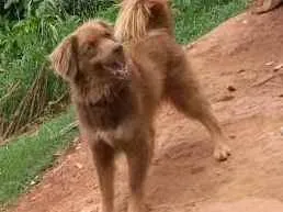 Cachorro raça Border collie idade 2 anos nome Não tem
