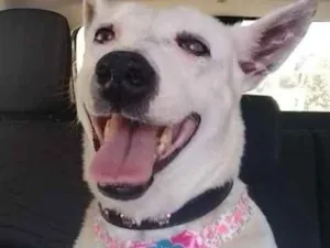Cachorro raça Indefinida idade 4 anos nome Kiara