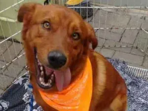 Cachorro raça Indefinida idade 5 anos nome Marrom