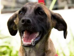 Cachorro raça SRD idade 7 a 11 meses nome Scooby