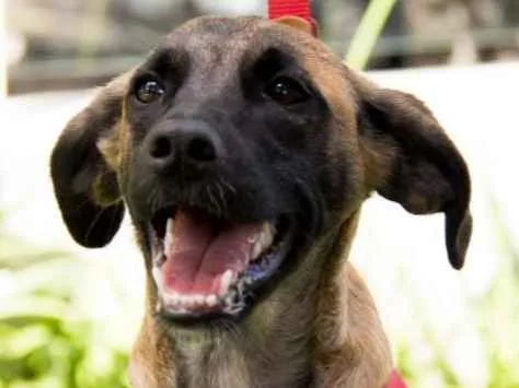 Cachorro ra a SRD idade 7 a 11 meses nome Scooby